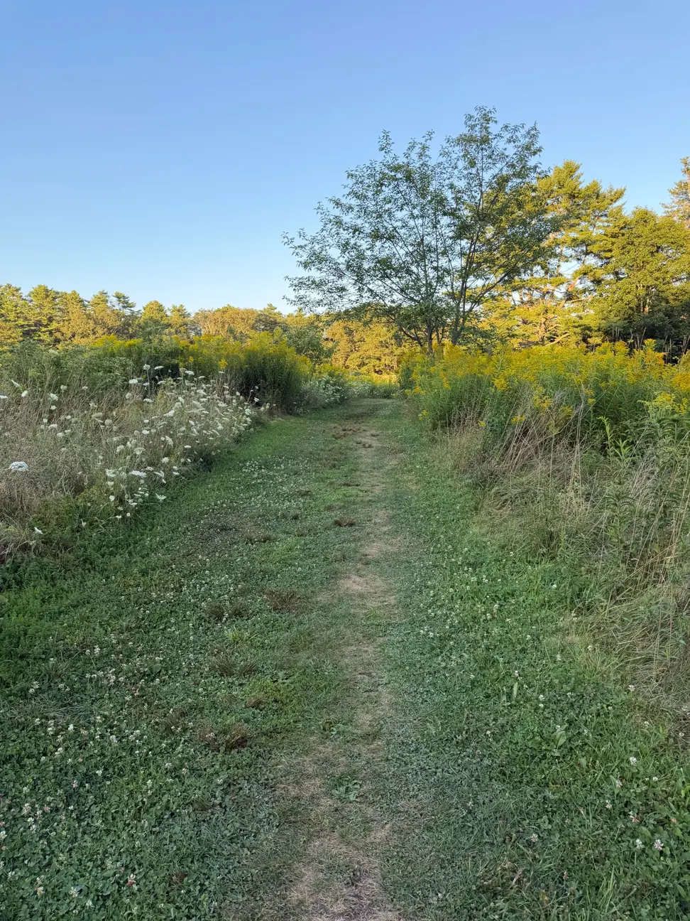 A grass path through goldenrod and wildflowers towards a tree, in low evening light