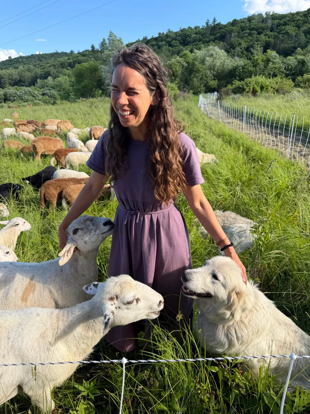 A laughing woman in a purple dress among sheep and a white dog in a hillside pasture